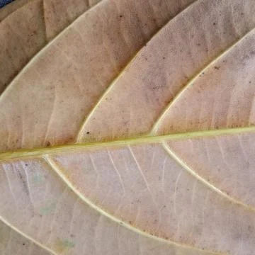 Close up view of dry leaves texture and structure of jackfruit leaf veins Artoca Fotos Stock