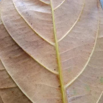 Close up view of dry leaves texture of jackfruit leaves Artocarpus heterophyllus Fotos Stock