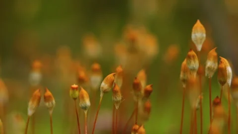 Close view dry plants tremble in wind in blurred background Stock Footage 101049752