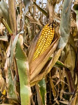 Close-up view of dry ripe corn in the field before harvesting Stock Photos