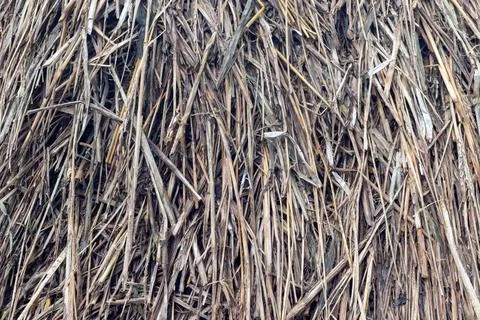 A close-up view of dry thatch with numerous brown and beige straws densely Photos
