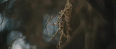 Close up view of dry tree branches with beautiful bokeh background. Stock Footage 126738311