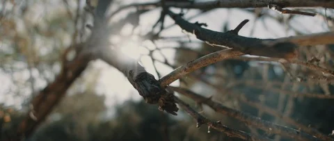 Close up view of dry tree branches with beautiful sun flares Stock Footage 126738874