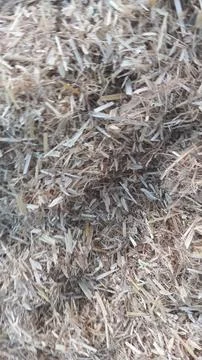Close Up View of Dry Wheat Chaff and Finely Cut Straw on Ground Foto stock
