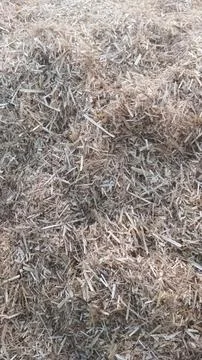Close Up View of Dry Wheat Chaff and Finely Cut Straw on Ground Fotos de archivo
