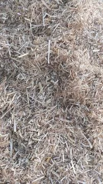 Close Up View of Dry Wheat Chaff and Finely Cut Straw on Ground Fotos Stock