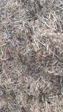 Close Up View of Dry Wheat Chaff and Finely Cut Straw on Ground 写真素材
