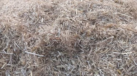 Close Up View of Dry Wheat Chaff and Finely Cut Straw on Ground 写真素材