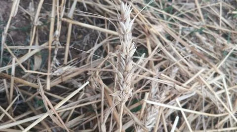 Close Up View of Dry Wheat Chaff and Straw Stalks on Ground Фото
