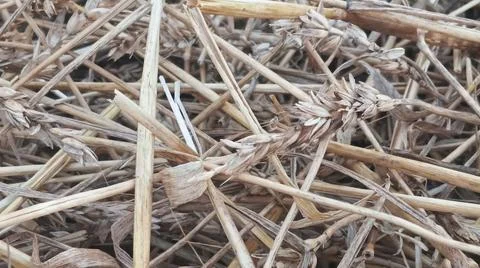 Close Up View of Dry Wheat Chaff and Straw Stalks on Ground 写真素材