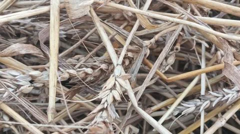 Close Up View of Dry Wheat Chaff and Straw Stalks on Ground 写真素材