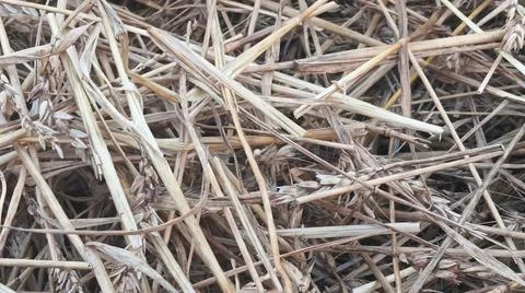 Close Up View of Dry Wheat Chaff and Straw Stalks on Ground Фото