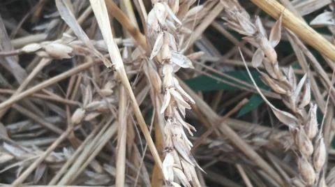 Close Up View of Dry Wheat Chaff and Straw Stalks on Ground 스톡 사진