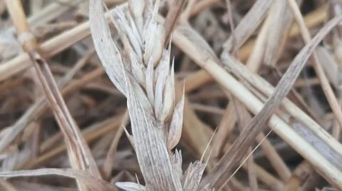 Close Up View of Dry Wheat Chaff and Straw Leaves on Ground Stock-Fotos