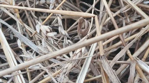 Close Up View of Dry Wheat Chaff and Straw Leaves on Ground Stock-Fotos