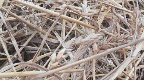 Close Up View of Dry Wheat Chaff and Straw Leaves on Ground Stock Photos
