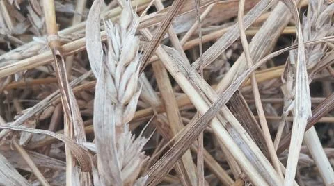 Close Up View of Dry Wheat Chaff and Straw Leaves on Ground 스톡 사진
