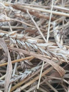 Close Up View of Dry Wheat Ears and Straw Straws on Field Ground Фото