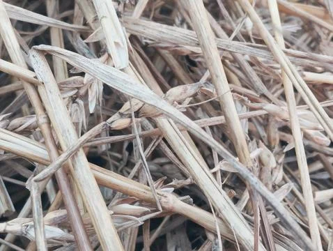 Close Up View of Dry Wheat Ears and Straw Straws on Field Ground 스톡 사진