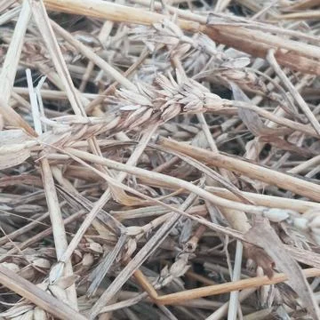 Close Up View of Dry Wheat Ears and Straw Straws on Field Ground Fotos de archivo