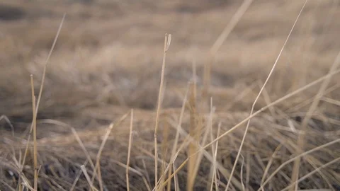 Close Up View of Dry Wheat Grass Sliding Left to Right Stock-Footage 123196736