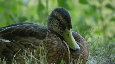 Close up view of a duck with brown feathers in Warsaw Stock Footage 56239823