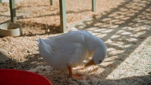 Close up view of duck cleaning body Stockbeeldmateriaal 244430804
