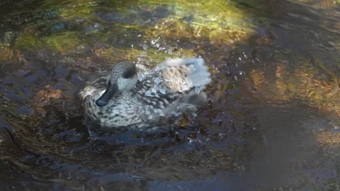 Close view of a duck  Stock Footage 273654568