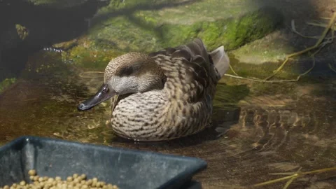 Close view of a duck  Stock Footage 273654686