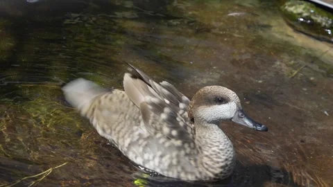 Close up view of a duck  Stock Footage 275539109