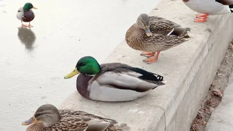 Close up view ducks and drakes sitting on the parapet of the embankment and fly Video stock 231311033