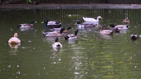 Close view of ducks Stock Footage 252104590
