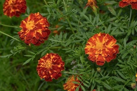 Close up view of Durango Red Marigold flower in summer garden Stock Photos