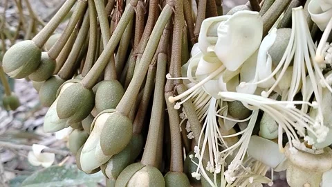 Close-up view of durian flowers blooming naturally on a durian tree, showcasing  Stock Footage 342057828
