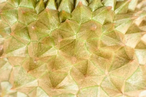 Close-up view of durian thorn Stock Photos