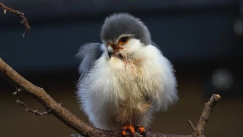 Close view of a dwarf falcon Stock Footage 265817250