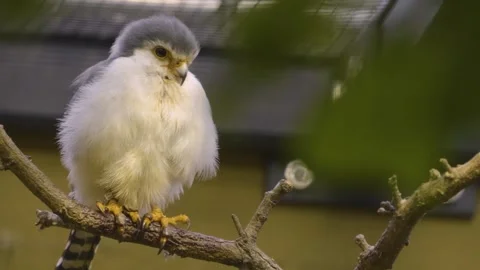 Close view of a dwarf falcon  Stock Footage 277464336