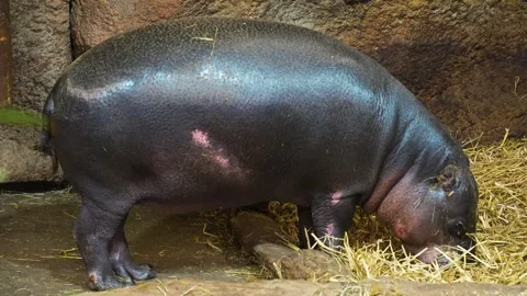 Close view of an dwarf hippopotamus Stock Footage 270585872