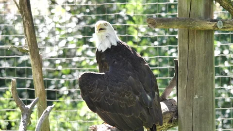 Close up view of an eagle moving head with blur green nature background Stock Footage 276719312