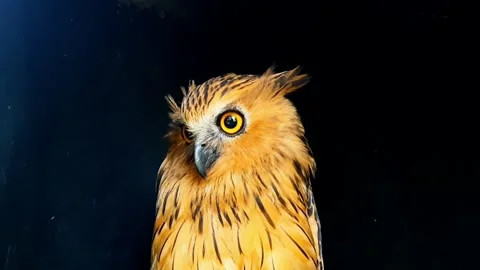 Close up view of an eagle owl with dark background Stock Footage 258811806