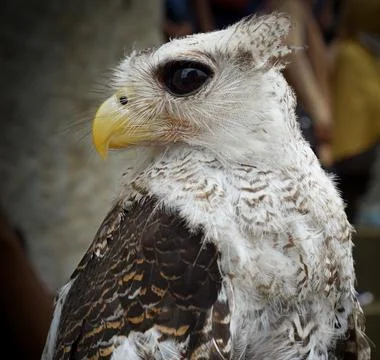 Close view of Eagle owl Foto stock