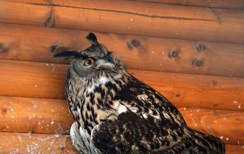 Close-up view of an eagle owl under the wooden roof Stock Photos