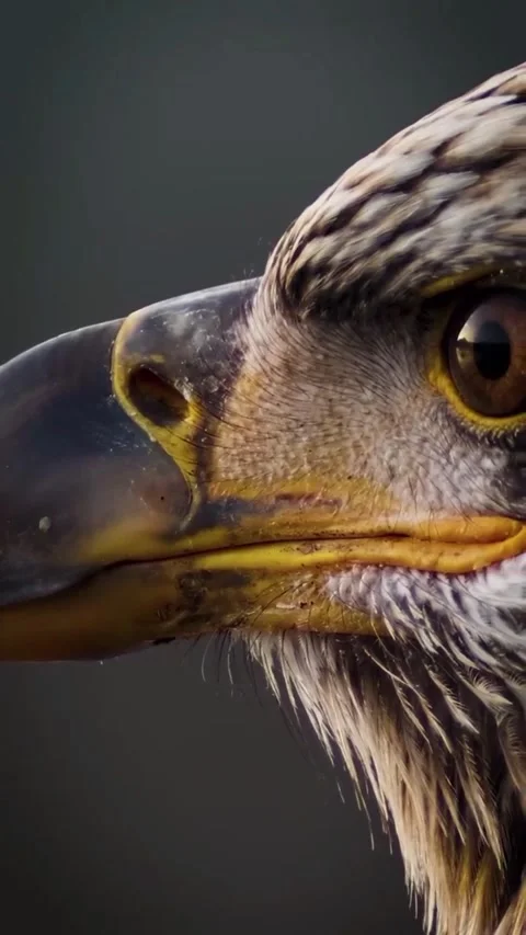 Close-up view of the eagle's beak and eyes Stock Footage 319383908