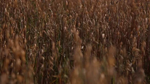 A Close up view of an ear of oats in the field oat growing on field Stock Footage 174707881