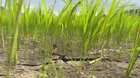 Close view of early stage rice growing in dry cracked soil with blurred Stock Footage 327793672
