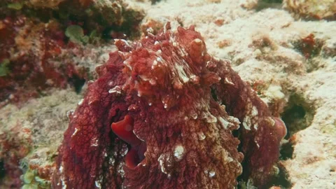 Close-Up View of East Pacific Red Octopus in Its Natural Marine Habitat Video stock 311924911
