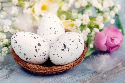 Close up view of easter eggs in a nest. Spring flowers and feathers over bl.. Stock Photos