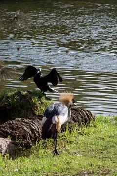 Close up view of an eastern crowned crane Stock Photos