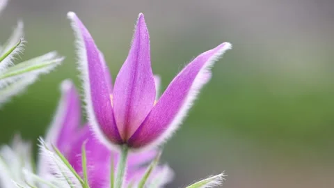 Close up view of Eastern Pasqueflower close up view grows in the early spri.. Stock Footage 307547880