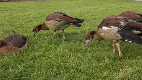Close view of Egyptian geese Stock Footage 266300380